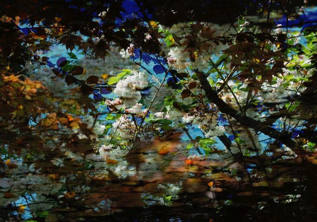 Antoine poupel japon fleurs